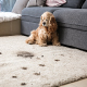 carpet cleaning in bronx, carpet cleaning in new york, carpet cleaning bronx, carpet cleaners in brooklyn, carpet cleaners in new york, commercial carpet cleaning, commercial carpet cleaning in bronx, bronx rug cleaners, rug cleaning services in bronx same day carpet cleaning, same day rug cleaning